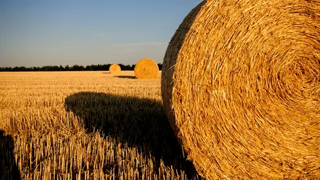 WWF România: România nu are măsuri clare în privinţa utilizării biomasei