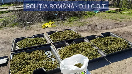 Plantație de cannabis, descoperită lângă Craiova FOTO