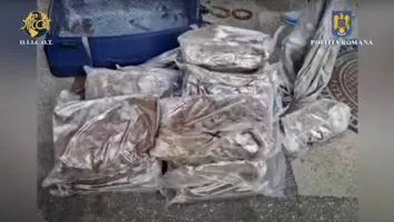 Curierul cu canabis. Captură la munte a polițiștilor gălățeni (Video)
