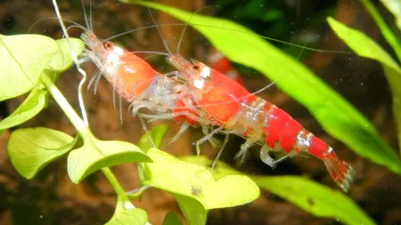 O nouă specie în apele Dunării: „crevetele asiatic”, un „fruct de mare” care s-ar putea răspândi până la Porțile de Fier