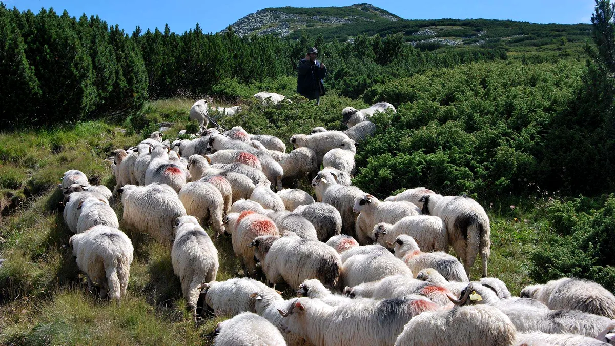 Solicitare disperată, dar inedită, a crescătorilor de oi