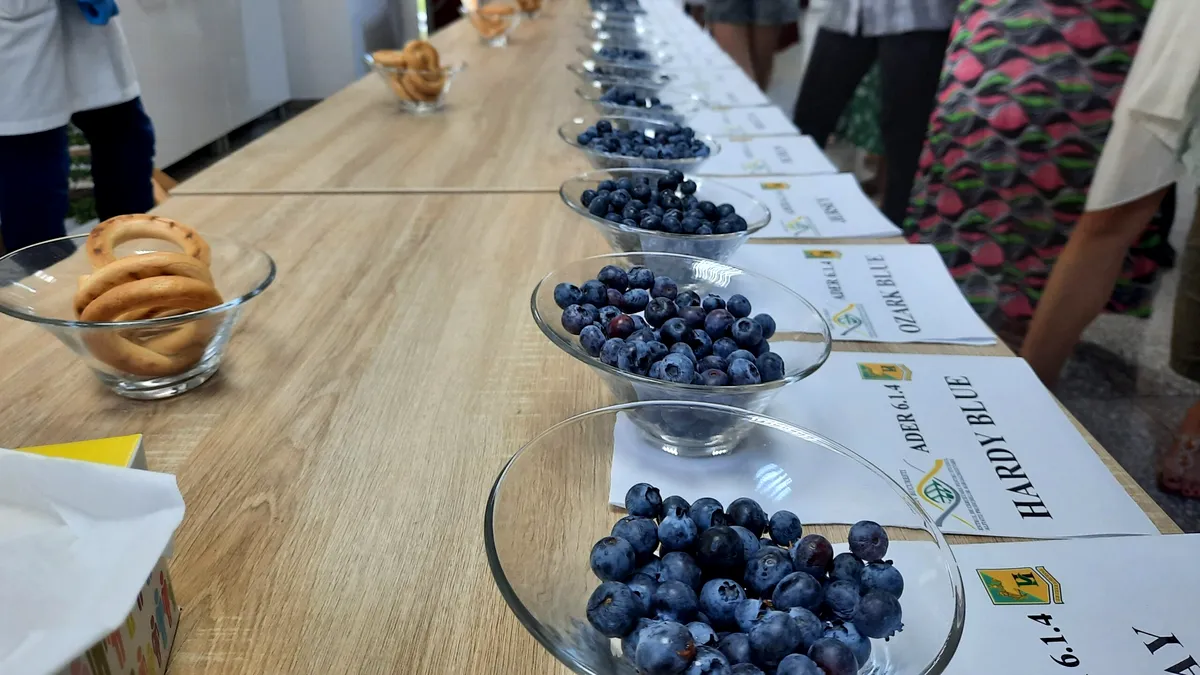 31 de soiuri de afine au fost jurizate de consumatori