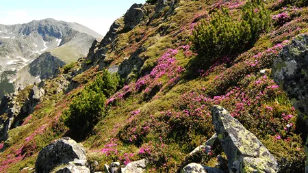 Restricții peste restricții: Noile planuri ANMAP amenință dezvoltarea zonelor montane și rurale