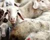 Ministerul Agriculturii și Dezvoltării Rurale, propunere importantă pentru ciobani, în contextul focarelor de pestă: oprirea mișcării animalelor pentru următoarele trei săptămâni