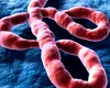 Oamenii de știință testează un nou medicament oral împotriva virusului Ebola: rezultate promițătoare