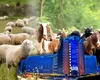 Bruxelles cedează în fața ciobanilor: planul de deblocare a exporturilor de ovine și caprine, aprobat la două zile după protestul violent