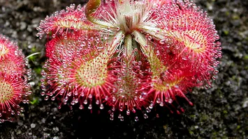 Planta carnivoră care seduce și devorează prin „picături de rouă”