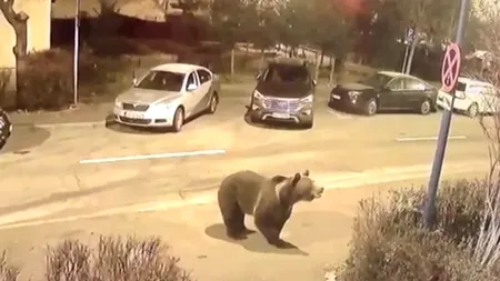 Un urs a fost observat fugind iar pe o stradă din Ploiești