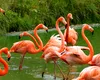 Zeci de păsări flamingo au colorat Delta Dunării (Video)