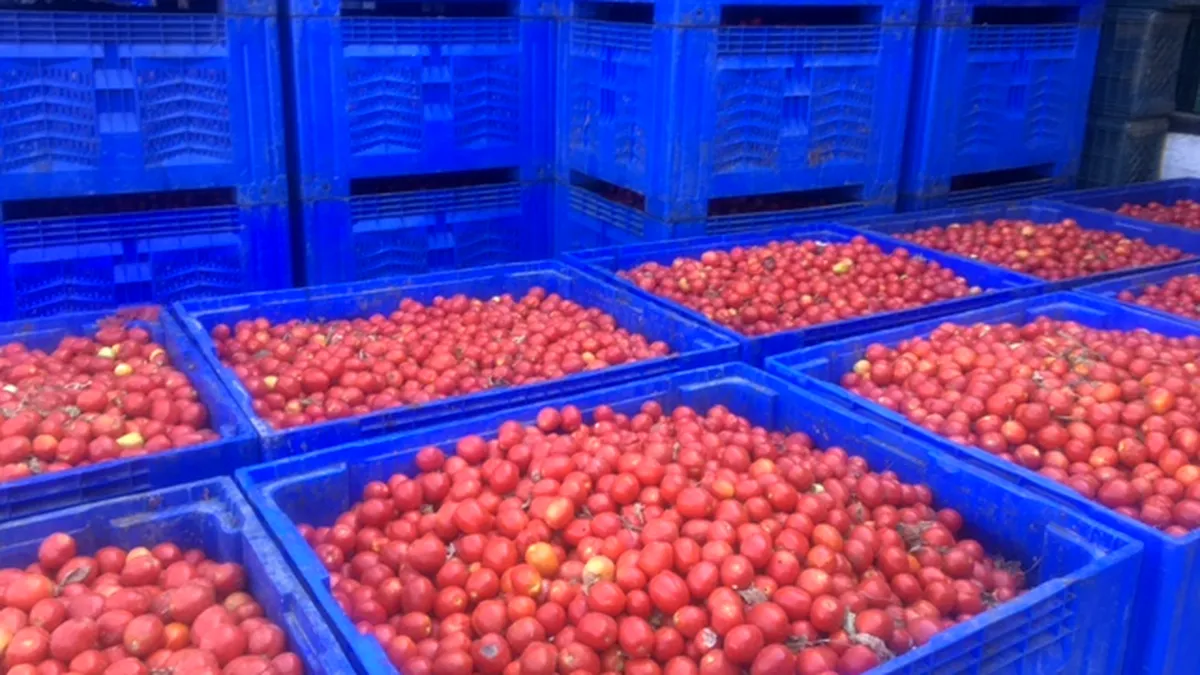 România, principala piață pentru tomatele din Turcia. Roșiile Salkim, la mare căutare