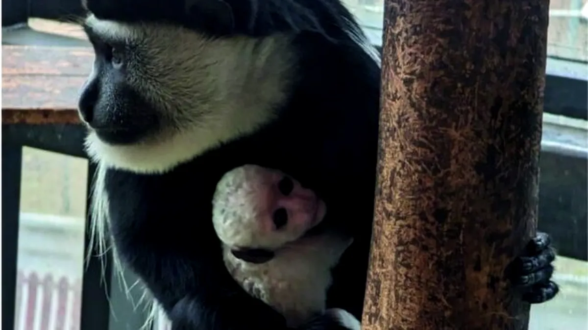 Un pui de maimuță colobus, cea mai nouă atracție a Grădinii Zoologice din Brașov