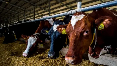 Topul marilor crescători de vaci din România. Cine deține ferma cu 13.000 de animale