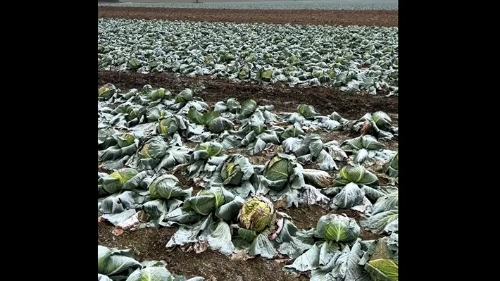 Dezastru și generozitate în Satu Mare: un hectar de varză, donat în întregime! ”Veniți și luați-o, n-am avut cui să o vând”