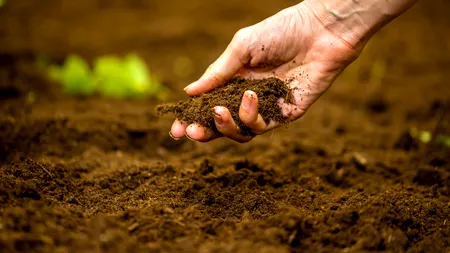 Piața locală a produselor agrochimice a trecut de 600 milioane euro