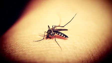 Nu scăpăm de virusul Zika! Ce boli grave ne pândesc vara aceasta
