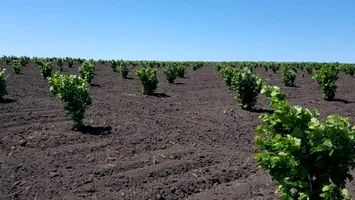 Livada de 4,6 milioane de euro