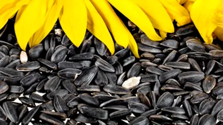 Fabricile de ulei din Bulgaria caută semințe de floarea soarelui în România. Nimeni nu vinde