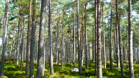 Proprietarii de păduri, obligaţi să asigure supravegherea video a drumurilor forestiere