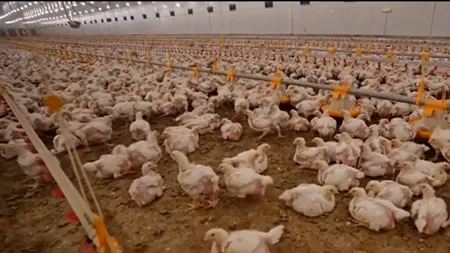 Tehnologie futuristă în agricultură. Găini crescute cu roboți și senzori ultraperformanți