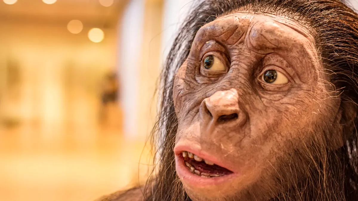 O nouă specie de strămoș uman descoperită în Etiopia: evoluția a fost un arbore, nu o scară