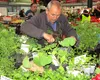 Vremea răsadurilor de legume: prețuri bune, ofertă bogată, sfaturi pe gratis
