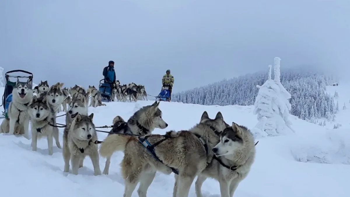 Excursiile cu săniile trase de câinii Husky din Harghita, magnet pentru turiștii străini