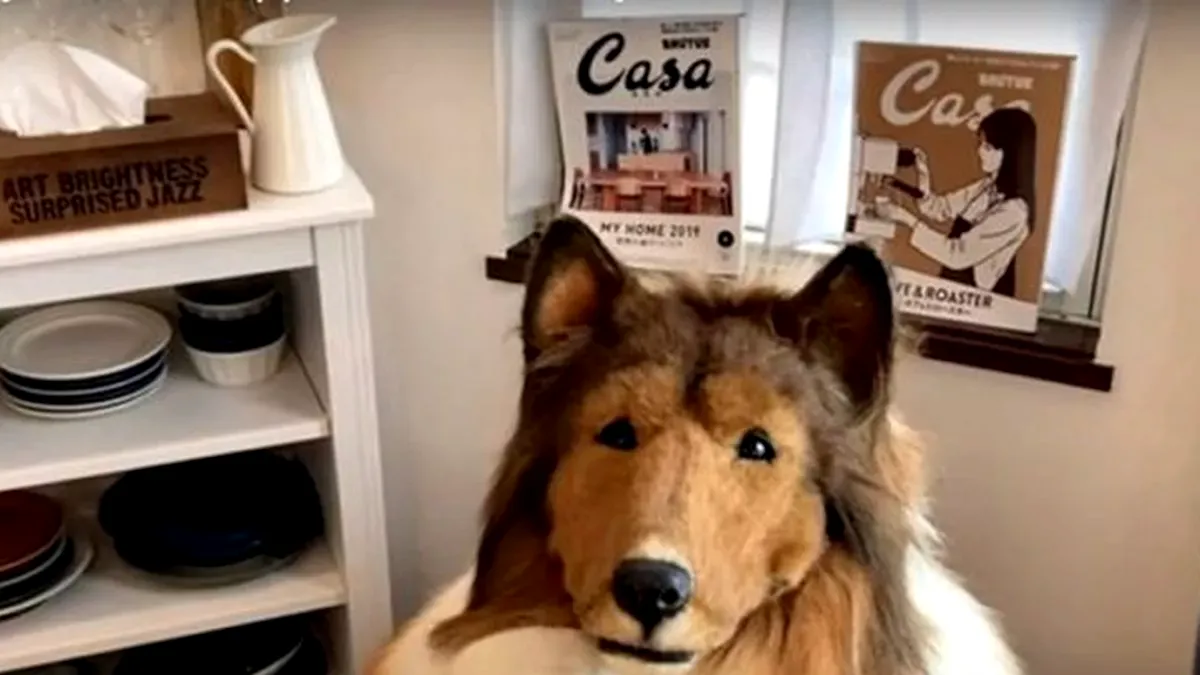 Un japonez a cheltuit peste 12.000 de euro ca să devină un câine