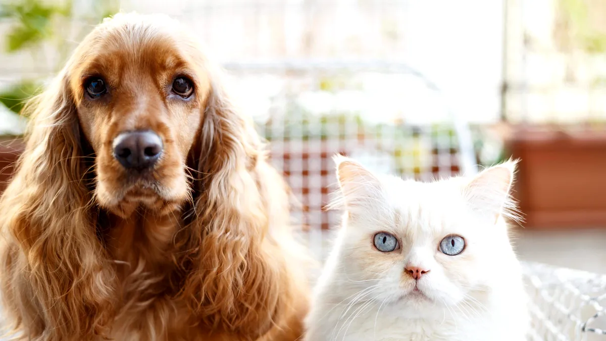 Prima lege UE pentru bunăstarea animalelor. Gata cu înmulțirea necontrolată!