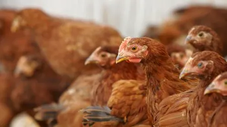 Gripa aviară se extinde în mai multe zone ale globului!