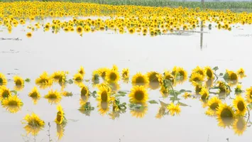 Agricultorii au pierdut în inundații culturile de porumb și floarea soarelui nerecoltate și rapița și soia, recent însămânțate