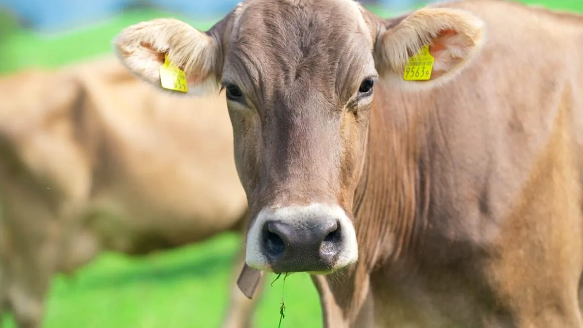Danemarca devine prima țară cu „taxa pe flatulență”: un model pentru România?