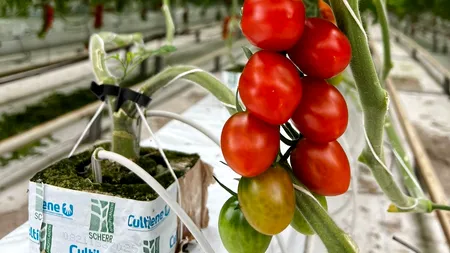 Primele roșii românești, în supermarketuri. Cu cât este mai mare prețul față de anul trecut