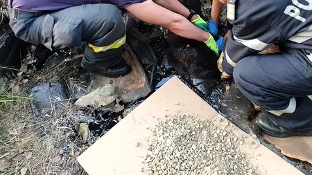 Argeş: Pompierii au salvat o căţeluşă blocată în smoală timp de patru ore