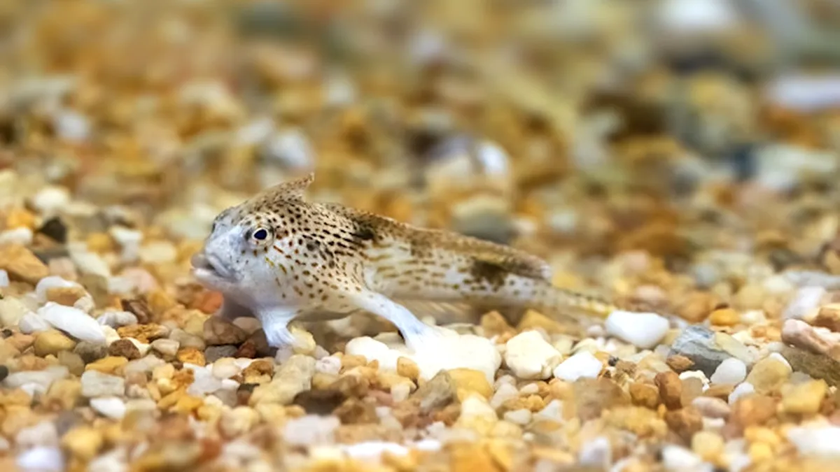 Descoperă handfish-ul: Peștele bizar care merge cu înotătoare în formă de degete
