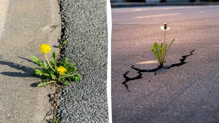 Cum străpung păpădiile betonul și asfaltul folosind doar fizica și „voința”