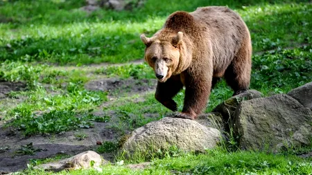 Condamnată la închisoare și amendată pentru că a fotografiat de aproape un urs