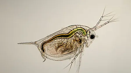 Daphnia pulex: crustaceul microscopic cu evoluție genetică amețitoare ne ajută să înțelegem selecția naturală