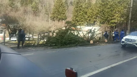 Trafic blocat, azi dimineață, pe DN1 în Azuga. Un brad a căzut peste o mașină