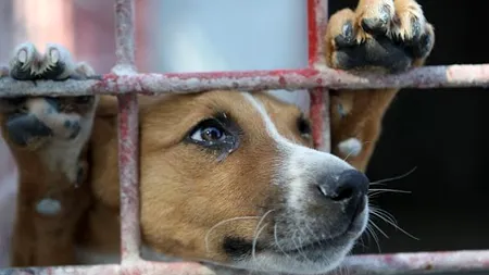 Coreea de Sud a adoptat o lege care interzice vânzarea de carne de câine 
