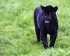 Afacerile turistice blocate de un pericol… inexistent. Pantera neagră le-a făcut probleme patronilor