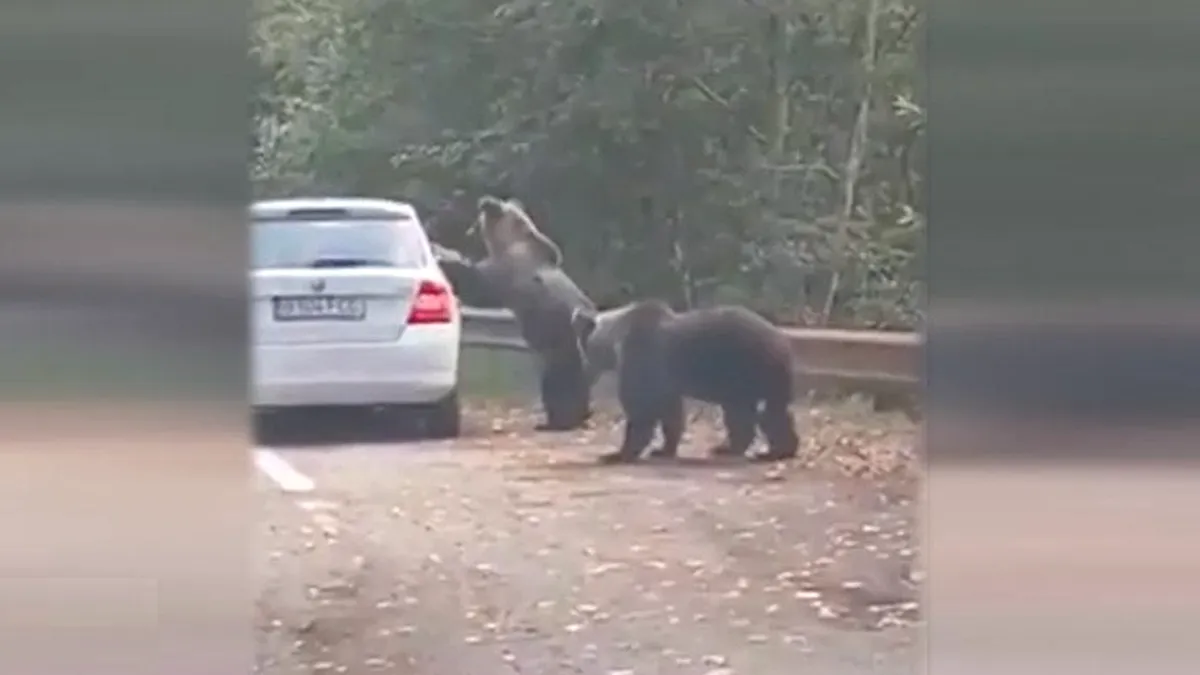 Inconștiența turiștilor pe Trasfăgărășan: Și-au riscat viața pentru o fotografie cu un urs
