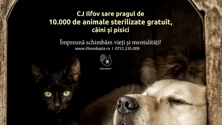 CJ Ilfov sare pragul de 10.000 de animale sterilizate gratuit, în mai puțin de trei ani