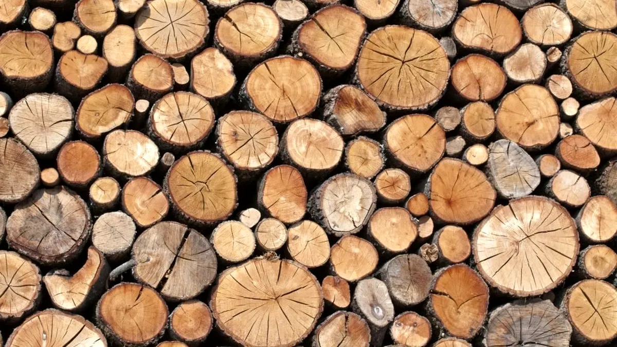 Peste 4 000 de dosare penale pentru furt de lemn din pădurile României, în prima jumătate a anului 2020