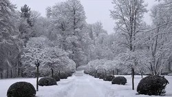 Ce poți face în grădină în ianuarie, chiar dacă e ger. Sfaturile specialiștilor