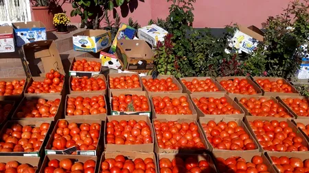 EXCLUSIV. Roșia de Izbiceni nu se vinde nici cu un 1 leu/kg. De ce au rămas fără clienți producătorii