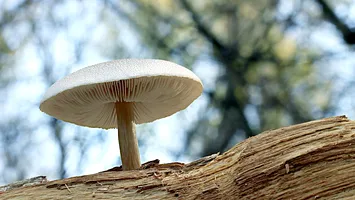 Gigantul invizibil: povestea celei mai mari forme de viață de pe Pământ