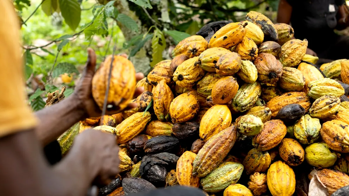 Cacao, mai scumpă decât cuprul: Cât a ajuns să coste tona de boabe?