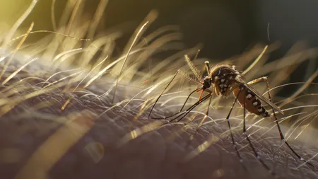 Virusul West Nile a făcut 12 victime în Italia