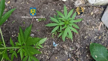 Un elev din Sulina, arestat ca dealer de droguri