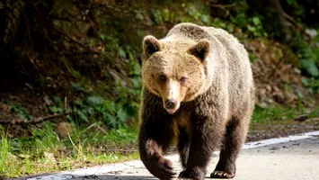 Urs hoinar pe străzile parcului central din Bușteni. S-a trimis Ro-Alert